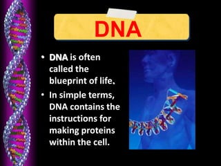 DNA
• DNA is often
called the
blueprint of life.
• In simple terms,
DNA contains the
instructions for
making proteins
within the cell.
 