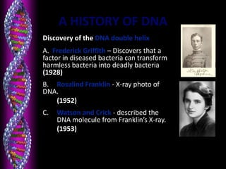 A HISTORY OF DNA
• Discovery of the DNA double helix
A. Frederick Griffith – Discovers that a
factor in diseased bacteria can transform
harmless bacteria into deadly bacteria
(1928)
B. Rosalind Franklin - X-ray photo of
DNA.
(1952)
C. Watson and Crick - described the
DNA molecule from Franklin’s X-ray.
(1953)
 