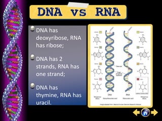 DNA has
deoxyribose, RNA
has ribose;
DNA has 2
strands, RNA has
one strand;
DNA has
thymine, RNA has
uracil.
 