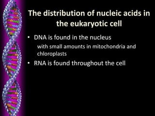The distribution of nucleic acids in
the eukaryotic cell
• DNA is found in the nucleus
with small amounts in mitochondria and
chloroplasts
• RNA is found throughout the cell
 