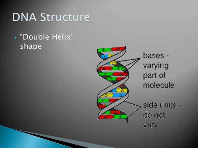 DNA structure and function in living beings | PPT