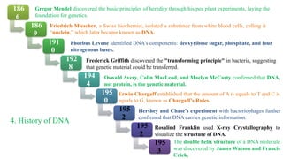 186
6
186
9
191
0
192
8
194
4
195
0
195
2
195
2
195
3
Gregor Mendel discovered the basic principles of heredity through his pea plant experiments, laying the
foundation for genetics.
Friedrich Miescher, a Swiss biochemist, isolated a substance from white blood cells, calling it
“nuclein,” which later became known as DNA.
Phoebus Levene identified DNA's components: deoxyribose sugar, phosphate, and four
nitrogenous bases.
Frederick Griffith discovered the "transforming principle" in bacteria, suggesting
that genetic material could be transferred.
Oswald Avery, Colin MacLeod, and Maclyn McCarty confirmed that DNA,
not protein, is the genetic material.
Erwin Chargaff established that the amount of A is equals to T and C is
equals to G, known as Chargaff’s Rules.
Hershey and Chase’s experiment with bacteriophages further
confirmed that DNA carries genetic information.
Rosalind Franklin used X-ray Crystallography to
visualize the structure of DNA.
The double helix structure of a DNA molecule
was discovered by James Watson and Francis
Crick.
4. History of DNA
 