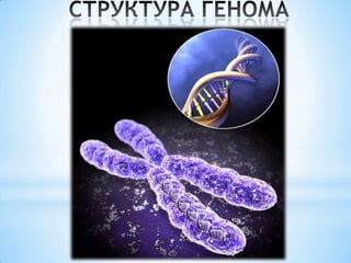 DNA on the GitHub | PPTX