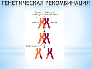 DNA on the GitHub | PPTX