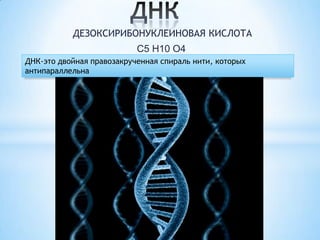 ДЕЗОКСИРИБОНУКЛЕИНОВАЯ КИСЛОТА
C5 H10 O4
ДНК-это двойная правозакрученная спираль нити, которых
антипараллельна

 