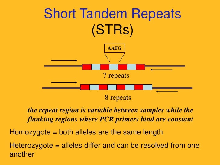 dnaprofiling tandem repeats