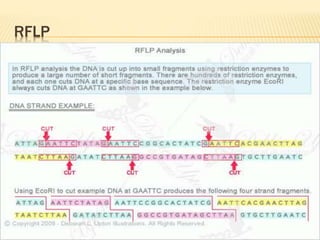 Dna profiling | PPTX