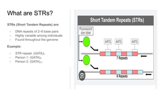 Comprehensive Overview of DNA Profiling Techniques and Applications in ...