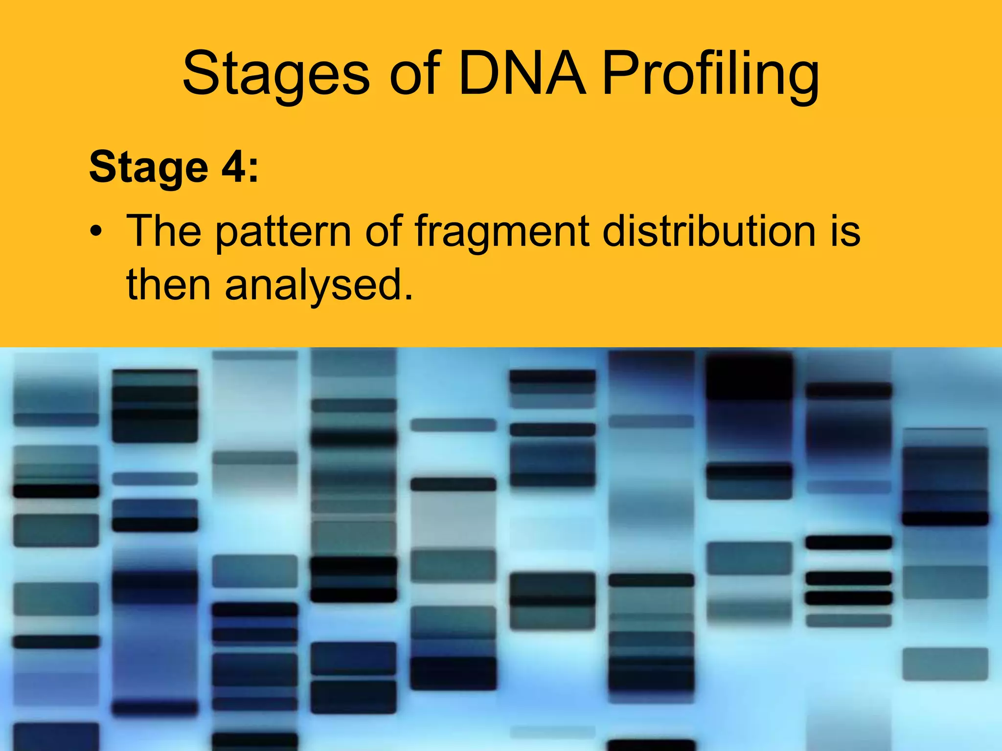 DNA PROFILING | PPTX