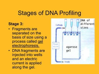 DNA PROFILING | PPTX