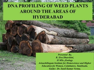 DNA PROFILING OF WEED PLANTS
AROUND THE AREAS OF
HYDERABAD
Presented By,
R. Siva Dharshini,
II MSc.,Zoology
Avinashilingam Institute for Homescience and Higher
Education for Women, Coimbatore, Tamilnadu.
Guide:- Dr. Sunil Kumar Verma.
 