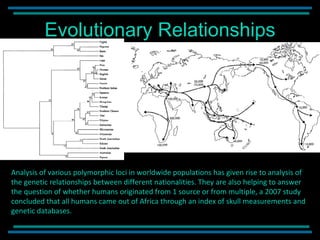 Evolutionary Relationships Analysis of various polymorphic loci in worldwide populations has given rise to analysis of the genetic relationships between different nationalities. They are also helping to answer the question of whether humans originated from 1 source or from multiple, a 2007 study concluded that all humans came out of Africa through an index of skull measurements and genetic databases. 