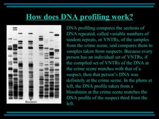 How does DNA profiling work? DNA profiling compares the sections of DNA repeated, called variable numbers of tandem repeats, or VNTRs, of the samples from the crime scene, and compares them to samples taken from suspects. Because every person has an individual set of VNTRs, if the compiled set of VNTRs of the DNA at the crime scene matches with that of a suspect, then that person’s DNA was definitely at the crime scene. In the photo at left, the DNA profile taken from a bloodstain at the crime scene matches the DNA profile of the suspect third from the left. 