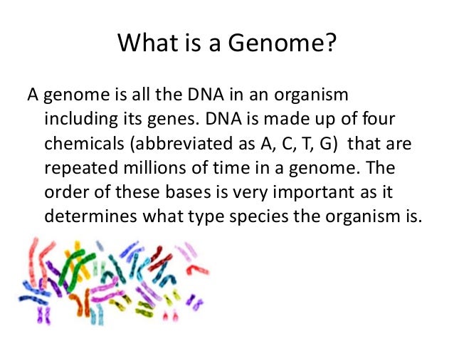what is the human genome project