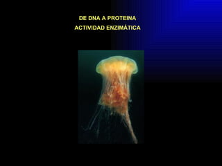 DE DNA A PROTEINA ACTIVIDAD ENZIMÁTICA 