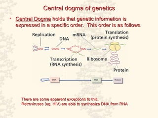 DNA & Protein Synthesis Detailed explanations | PPT