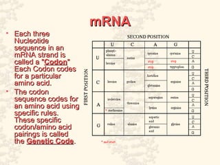Mrna Codons Worksheet DNA & Protein Synthesis Detailed explanations | PPT