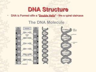 DNA & Protein Synthesis Detailed explanations | PPT