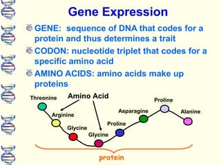 Dna protein synthesis_ppt | PPT