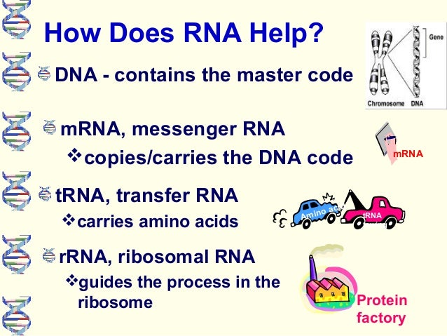 Dna Protein Synthesis_Ppt Dna Protein Synthesis_Ppt