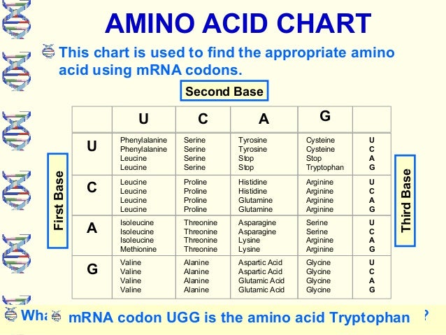 Dna Mrna Trna Amino Acid Chart