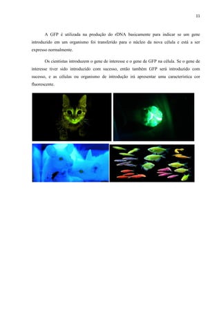 11

A GFP é utilizada na produção do rDNA basicamente para indicar se um gene
introduzido em um organismo foi transferido para o núcleo da nova célula e está a ser
expresso normalmente.
Os cientistas introduzem o gene de interesse e o gene de GFP na célula. Se o gene de
interesse tiver sido introduzido com sucesso, então também GFP será introduzido com
sucesso, e as células ou organismo de introdução irá apresentar uma característica cor
fluorescente.

 