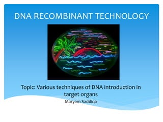 DNA RECOMBINANT TECHNOLOGY
Topic: Various techniques of DNA introduction in
target organs
Maryam Saddiqa
 