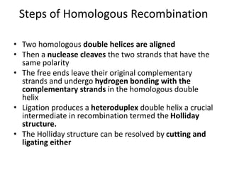 Steps of Homologous Recombination
• Two homologous double helices are aligned
• Then a nuclease cleaves the two strands that have the
same polarity
• The free ends leave their original complementary
strands and undergo hydrogen bonding with the
complementary strands in the homologous double
helix
• Ligation produces a heteroduplex double helix a crucial
intermediate in recombination termed the Holliday
structure.
• The Holliday structure can be resolved by cutting and
ligating either
 