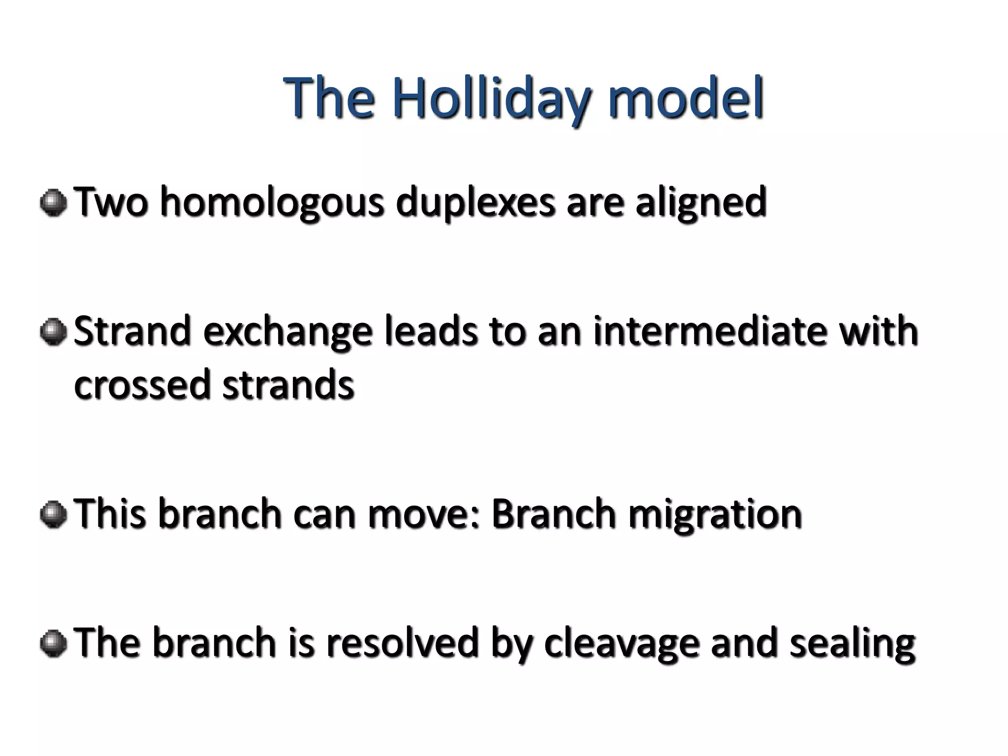 The Holliday model 
Two homologous duplexes are aligned 
Strand exchange leads to an intermediate with 
crossed strands 
This branch can move: Branch migration 
The branch is resolved by cleavage and sealing 
 