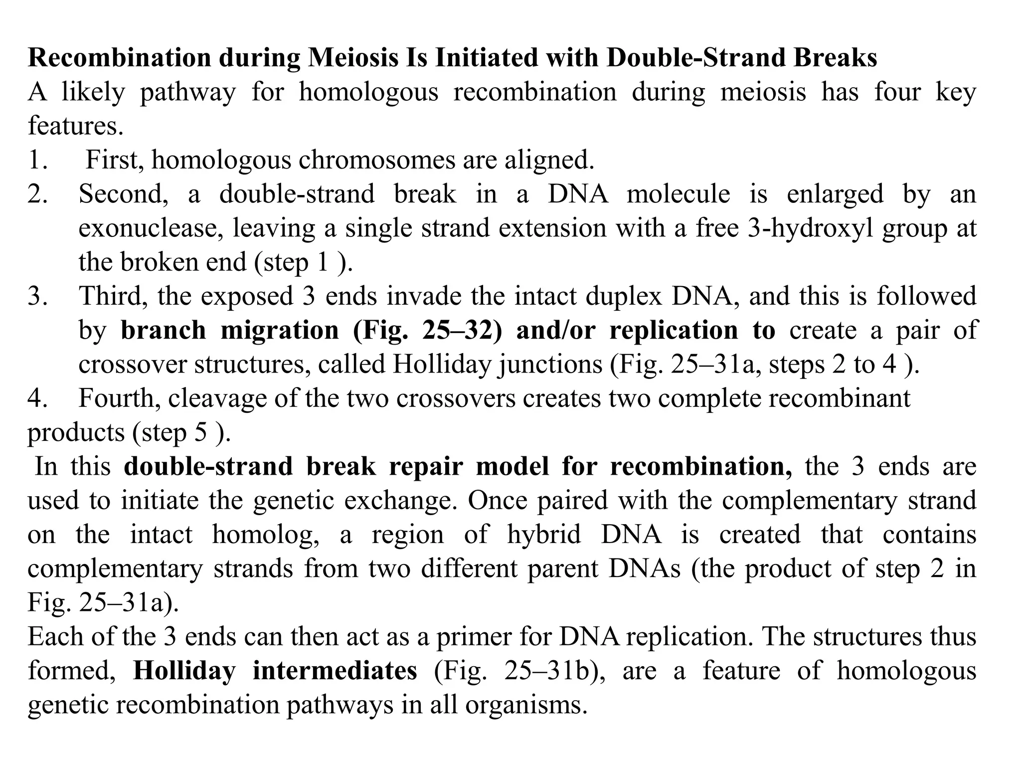 Recombination during Meiosis Is Initiated with Double-Strand Breaks 
A likely pathway for homologous recombination during meiosis has four key 
features. 
1. First, homologous chromosomes are aligned. 
2. Second, a double-strand break in a DNA molecule is enlarged by an 
exonuclease, leaving a single strand extension with a free 3-hydroxyl group at 
the broken end (step 1 ). 
3. Third, the exposed 3 ends invade the intact duplex DNA, and this is followed 
by branch migration (Fig. 25–32) and/or replication to create a pair of 
crossover structures, called Holliday junctions (Fig. 25–31a, steps 2 to 4 ). 
4. Fourth, cleavage of the two crossovers creates two complete recombinant 
products (step 5 ). 
In this double-strand break repair model for recombination, the 3 ends are 
used to initiate the genetic exchange. Once paired with the complementary strand 
on the intact homolog, a region of hybrid DNA is created that contains 
complementary strands from two different parent DNAs (the product of step 2 in 
Fig. 25–31a). 
Each of the 3 ends can then act as a primer for DNA replication. The structures thus 
formed, Holliday intermediates (Fig. 25–31b), are a feature of homologous 
genetic recombination pathways in all organisms. 
 