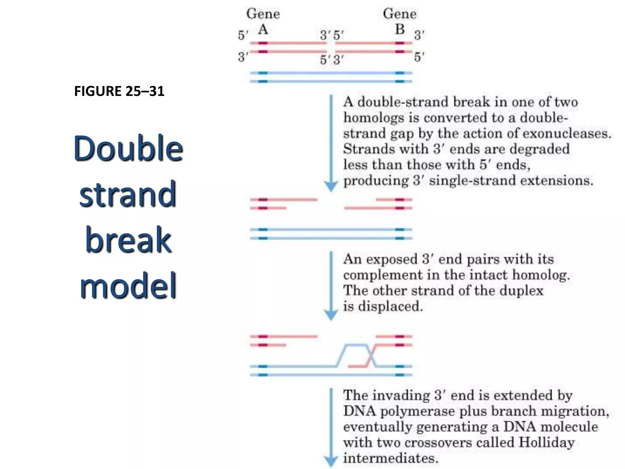 FIGURE 25–31 
Double 
strand 
break 
model 
 