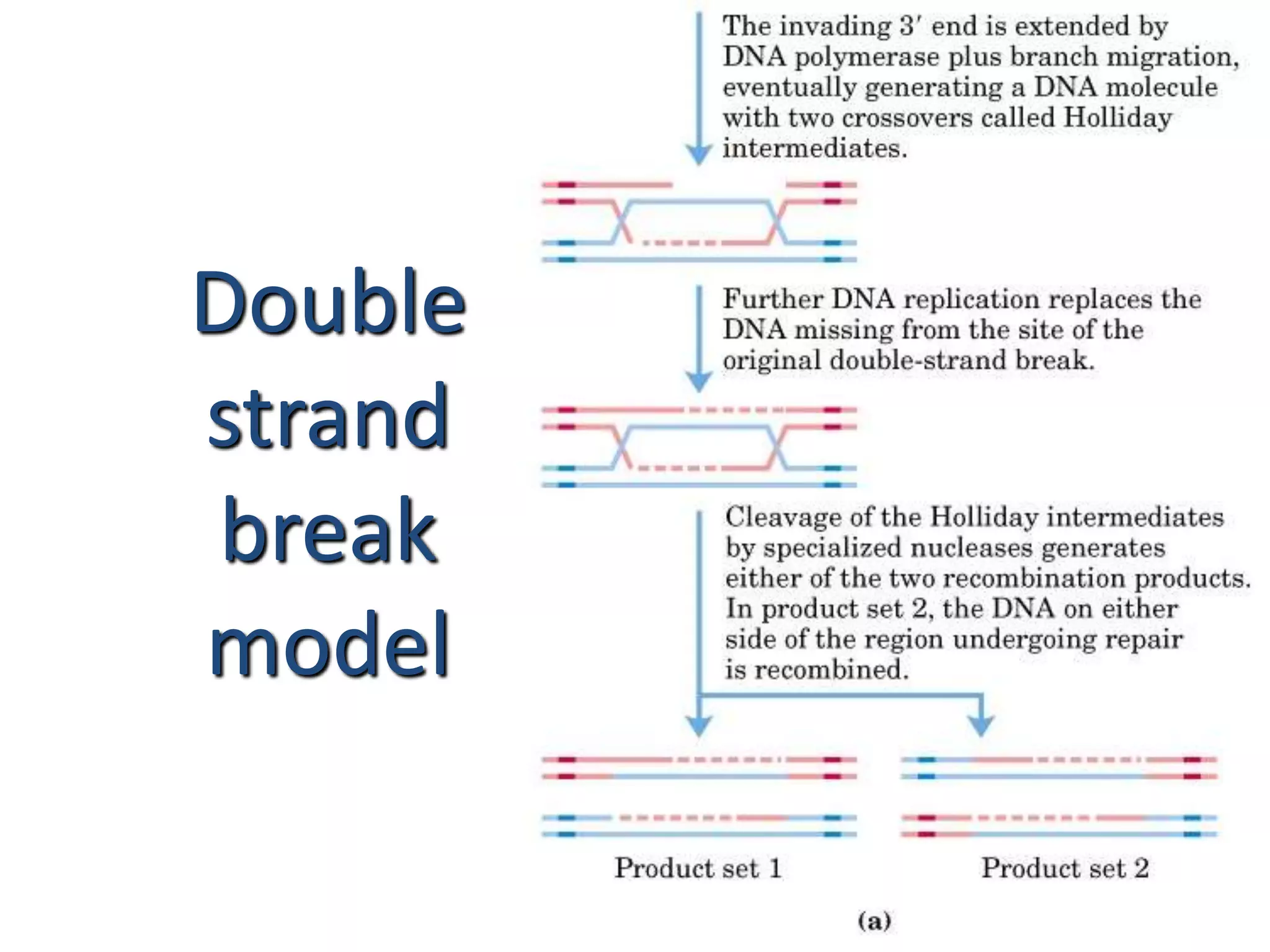 Double 
strand 
break 
model 
 