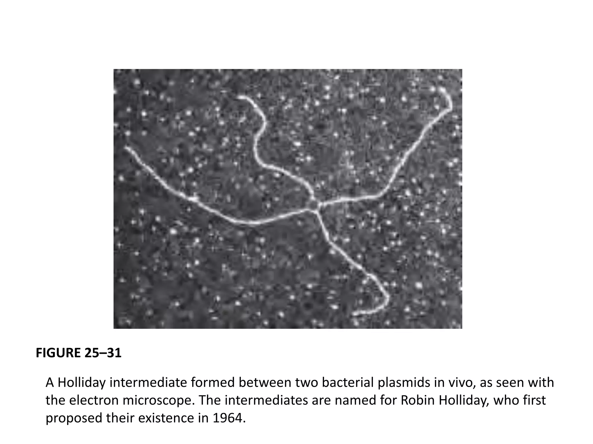 FIGURE 25–31 
A Holliday intermediate formed between two bacterial plasmids in vivo, as seen with 
the electron microscope. The intermediates are named for Robin Holliday, who first 
proposed their existence in 1964. 
 