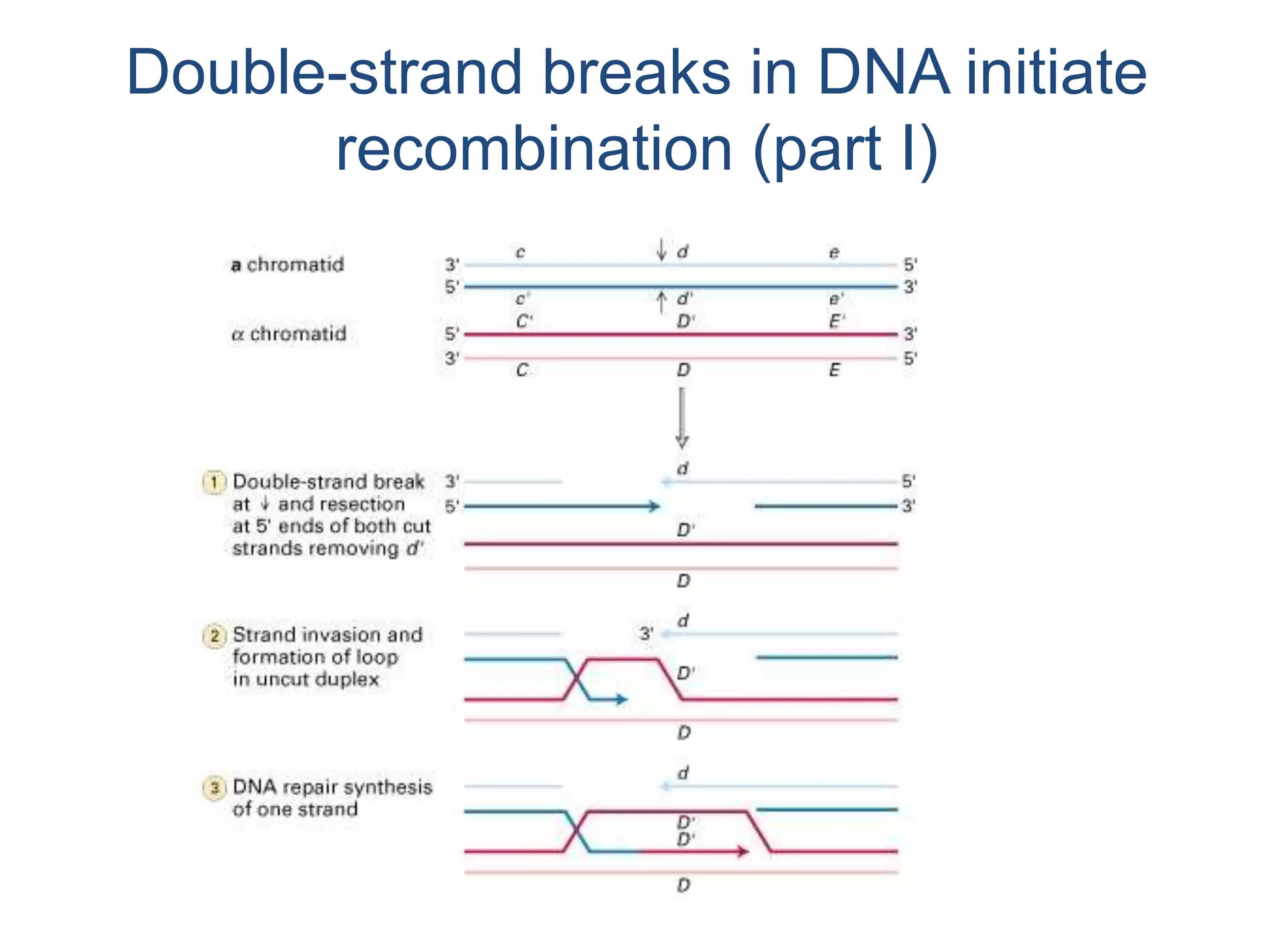 Double-strand breaks in DNA initiate 
recombination (part I) 
 