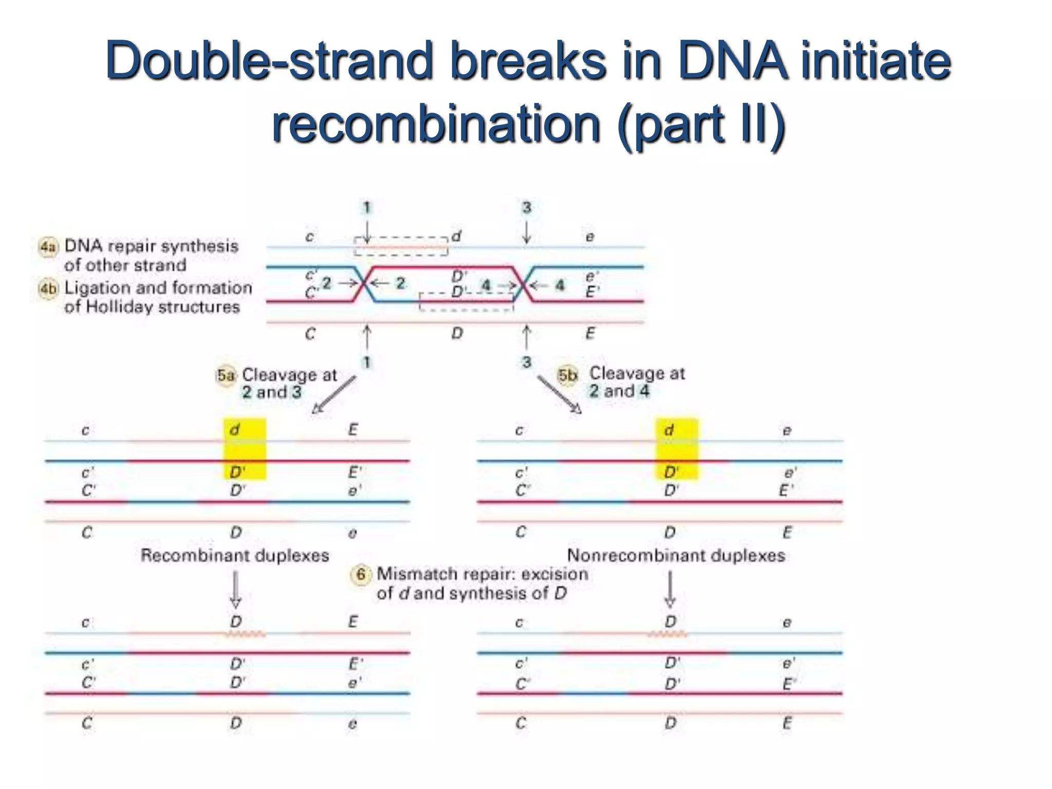 Double-strand breaks in DNA initiate 
recombination (part II) 
 