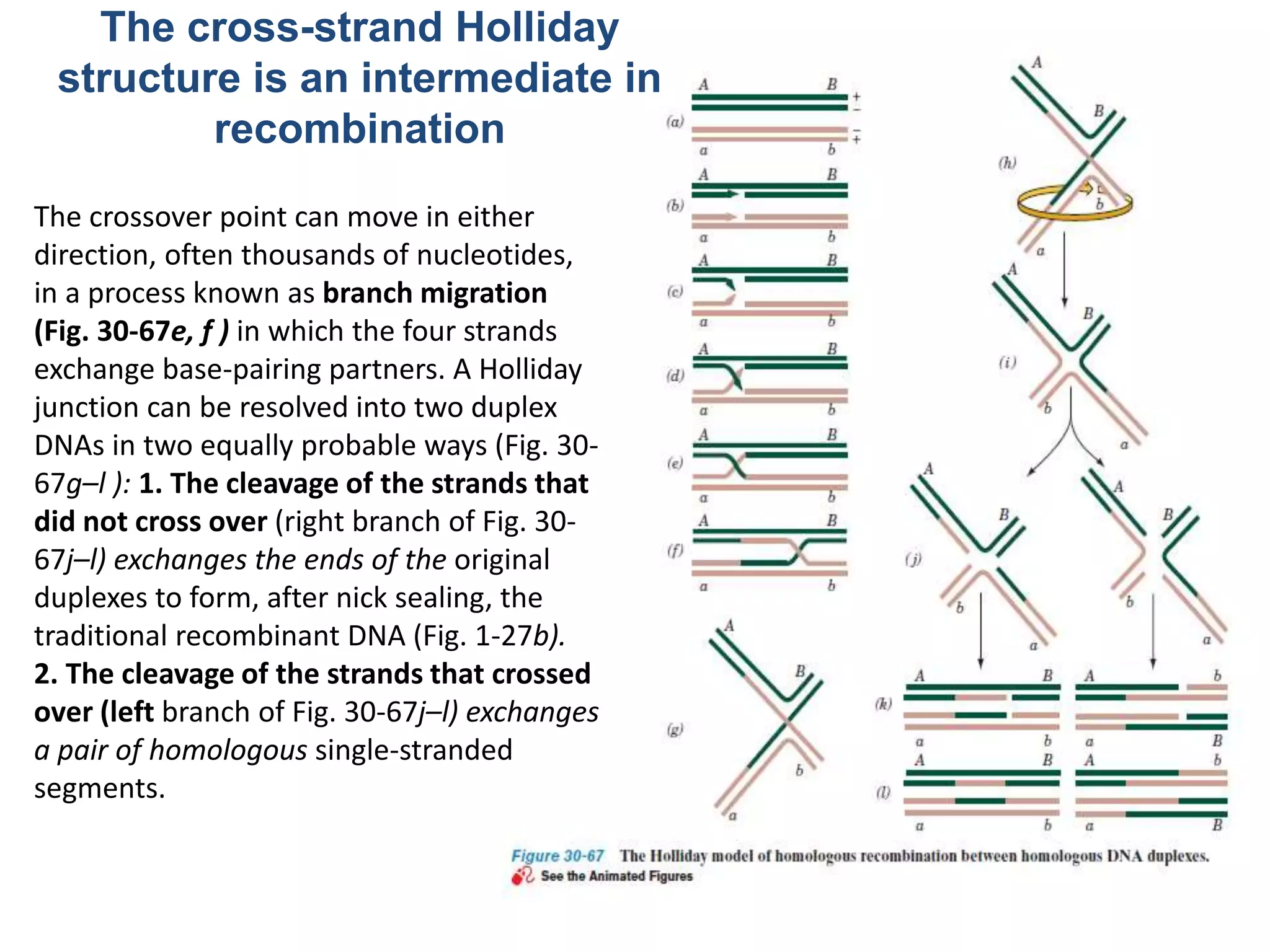The cross-strand Holliday 
structure is an intermediate in 
recombination 
The crossover point can move in either 
direction, often thousands of nucleotides, 
in a process known as branch migration 
(Fig. 30-67e, f ) in which the four strands 
exchange base-pairing partners. A Holliday 
junction can be resolved into two duplex 
DNAs in two equally probable ways (Fig. 30- 
67g–l ): 1. The cleavage of the strands that 
did not cross over (right branch of Fig. 30- 
67j–l) exchanges the ends of the original 
duplexes to form, after nick sealing, the 
traditional recombinant DNA (Fig. 1-27b). 
2. The cleavage of the strands that crossed 
over (left branch of Fig. 30-67j–l) exchanges 
a pair of homologous single-stranded 
segments. 
 