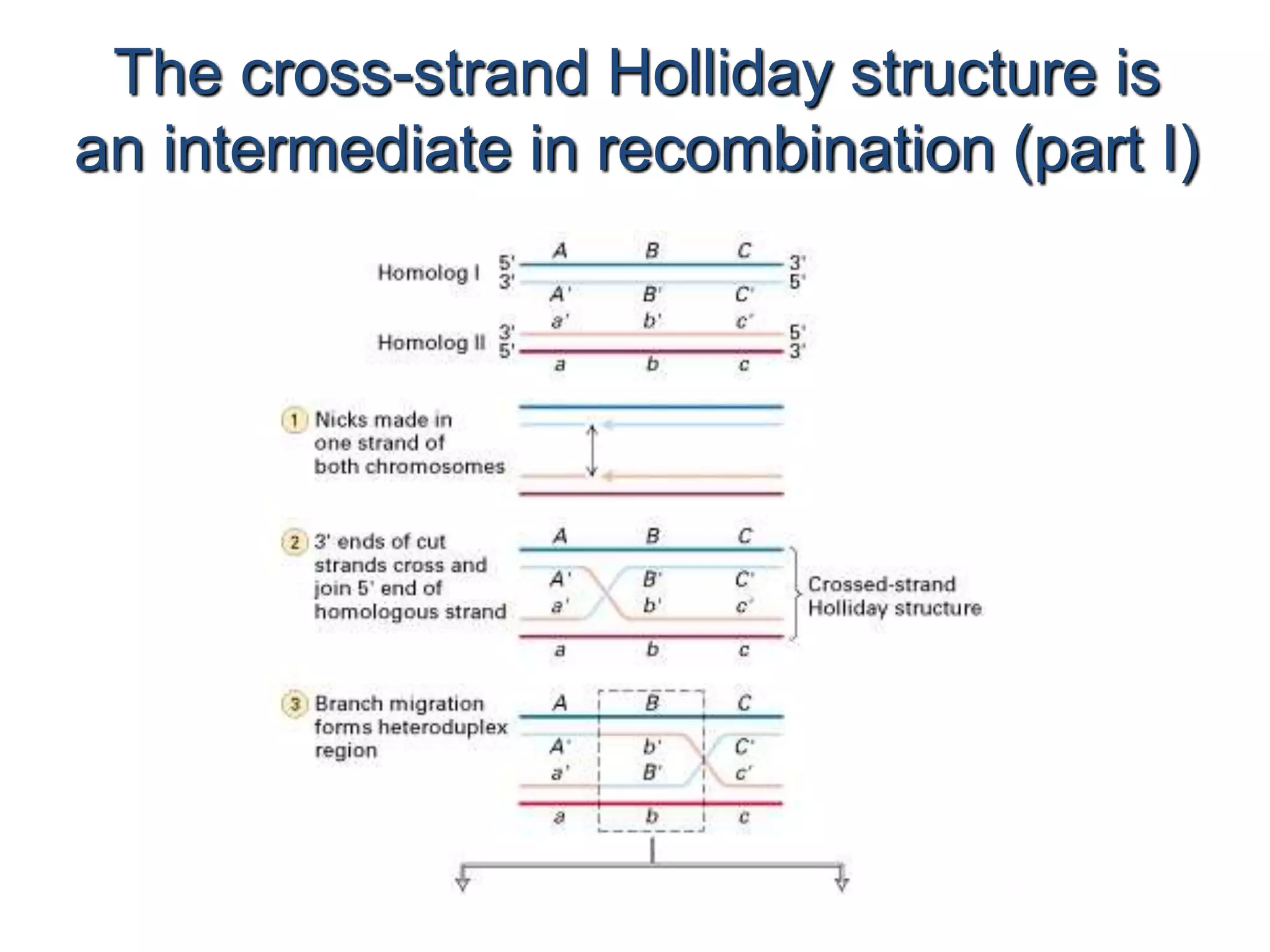 The cross-strand Holliday structure is 
an intermediate in recombination (part I) 
 