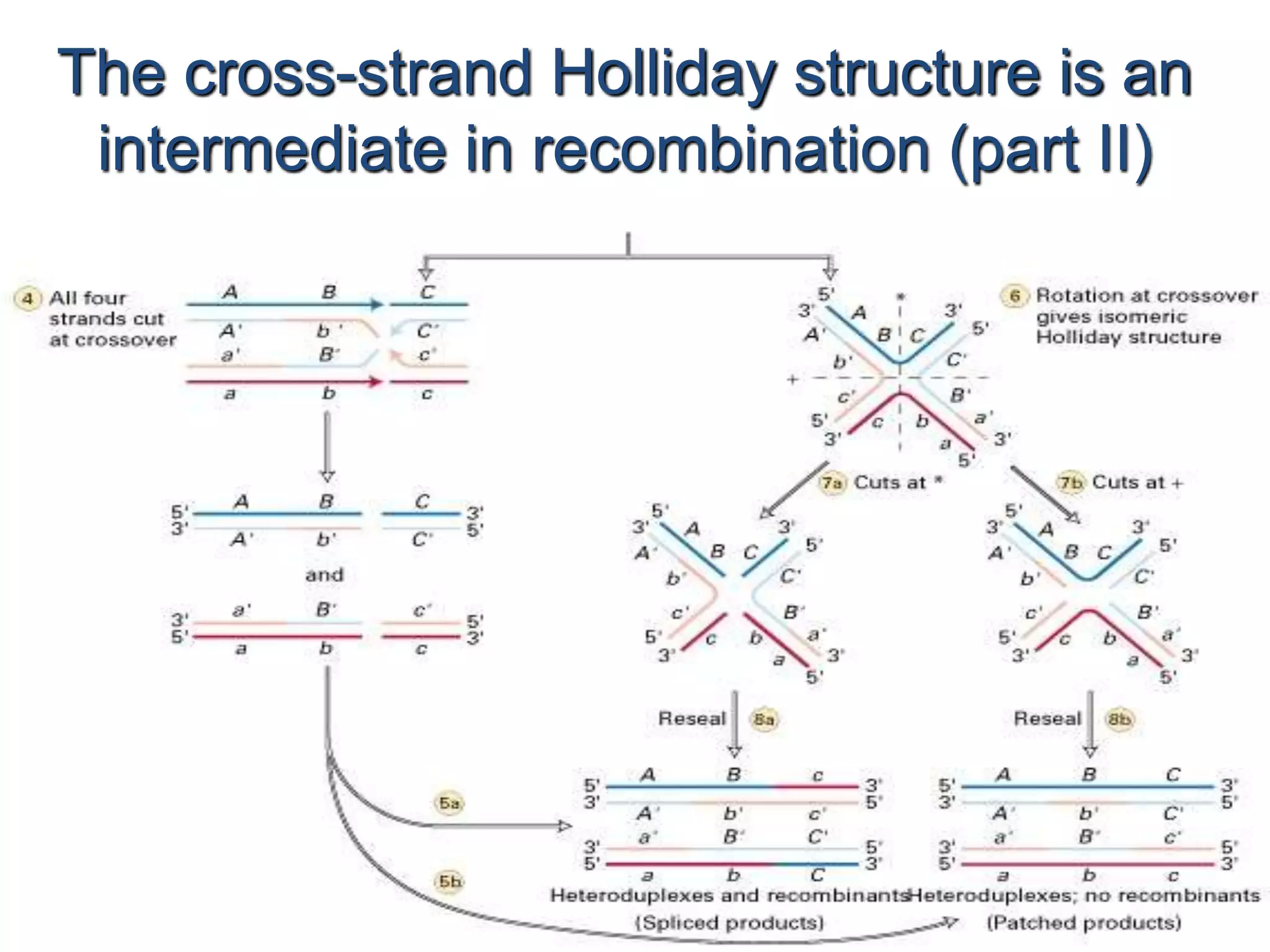 The cross-strand Holliday structure is an 
intermediate in recombination (part II) 
 