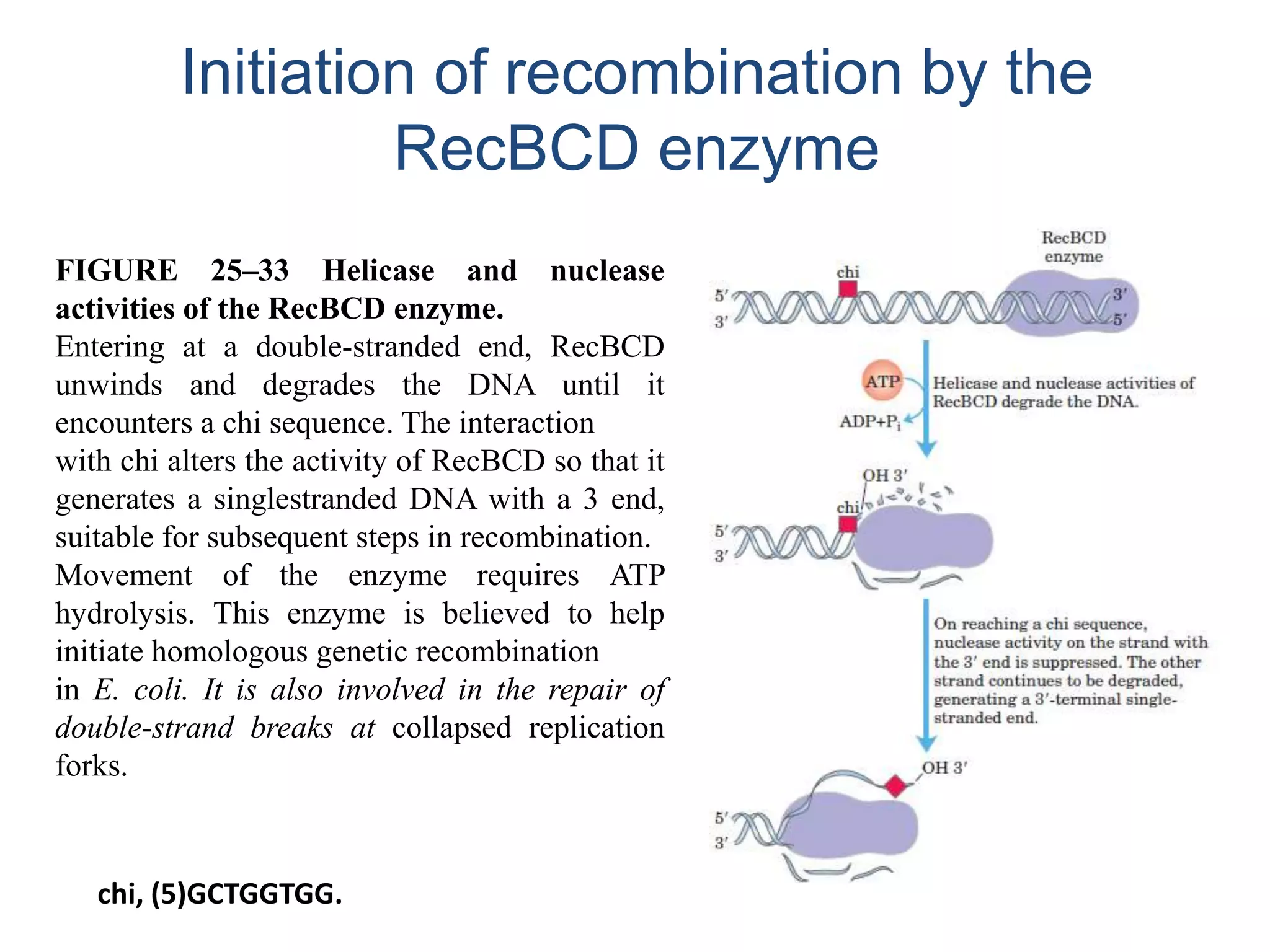Initiation of recombination by the 
RecBCD enzyme 
FIGURE 25–33 Helicase and nuclease 
activities of the RecBCD enzyme. 
Entering at a double-stranded end, RecBCD 
unwinds and degrades the DNA until it 
encounters a chi sequence. The interaction 
with chi alters the activity of RecBCD so that it 
generates a singlestranded DNA with a 3 end, 
suitable for subsequent steps in recombination. 
Movement of the enzyme requires ATP 
hydrolysis. This enzyme is believed to help 
initiate homologous genetic recombination 
in E. coli. It is also involved in the repair of 
double-strand breaks at collapsed replication 
forks. 
chi, (5)GCTGGTGG. 
 