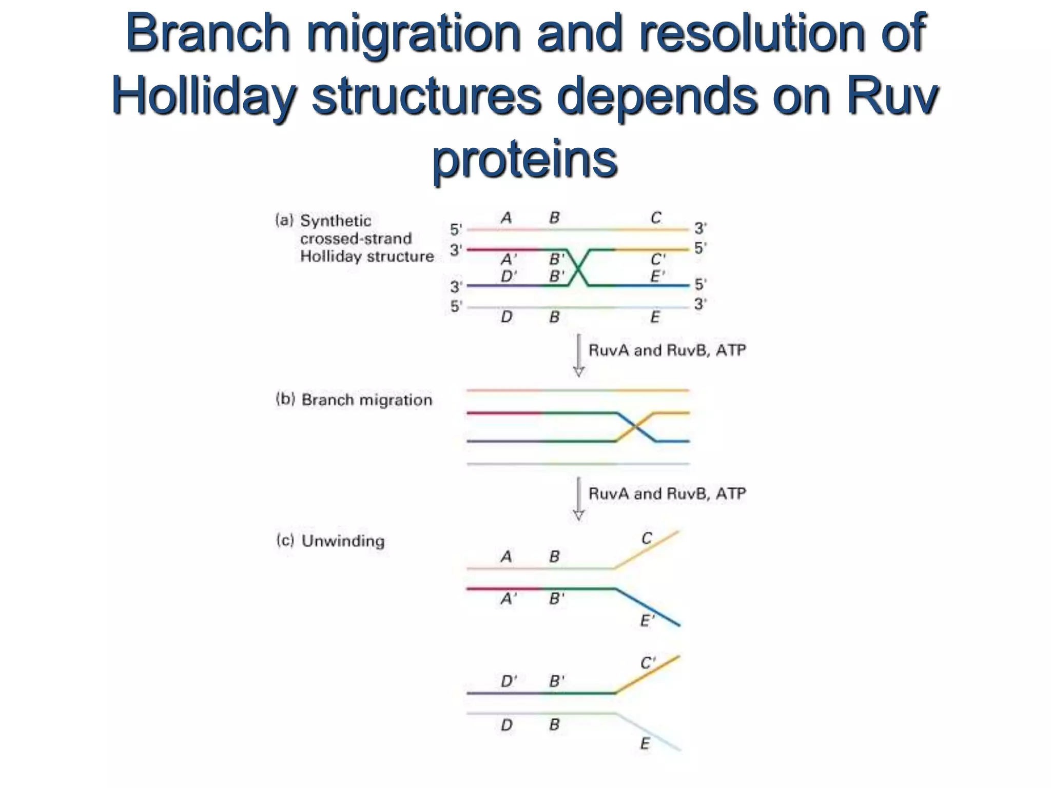 Branch migration and resolution of 
Holliday structures depends on Ruv 
proteins 
 