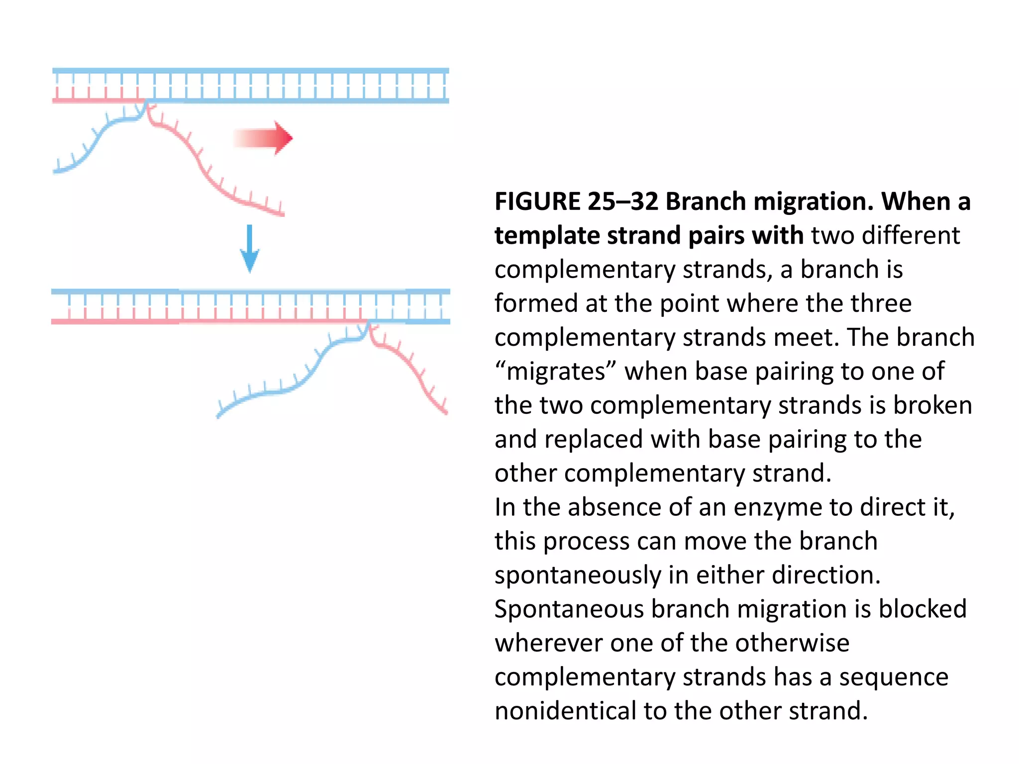 FIGURE 25–32 Branch migration. When a 
template strand pairs with two different 
complementary strands, a branch is 
formed at the point where the three 
complementary strands meet. The branch 
“migrates” when base pairing to one of 
the two complementary strands is broken 
and replaced with base pairing to the 
other complementary strand. 
In the absence of an enzyme to direct it, 
this process can move the branch 
spontaneously in either direction. 
Spontaneous branch migration is blocked 
wherever one of the otherwise 
complementary strands has a sequence 
nonidentical to the other strand. 
 