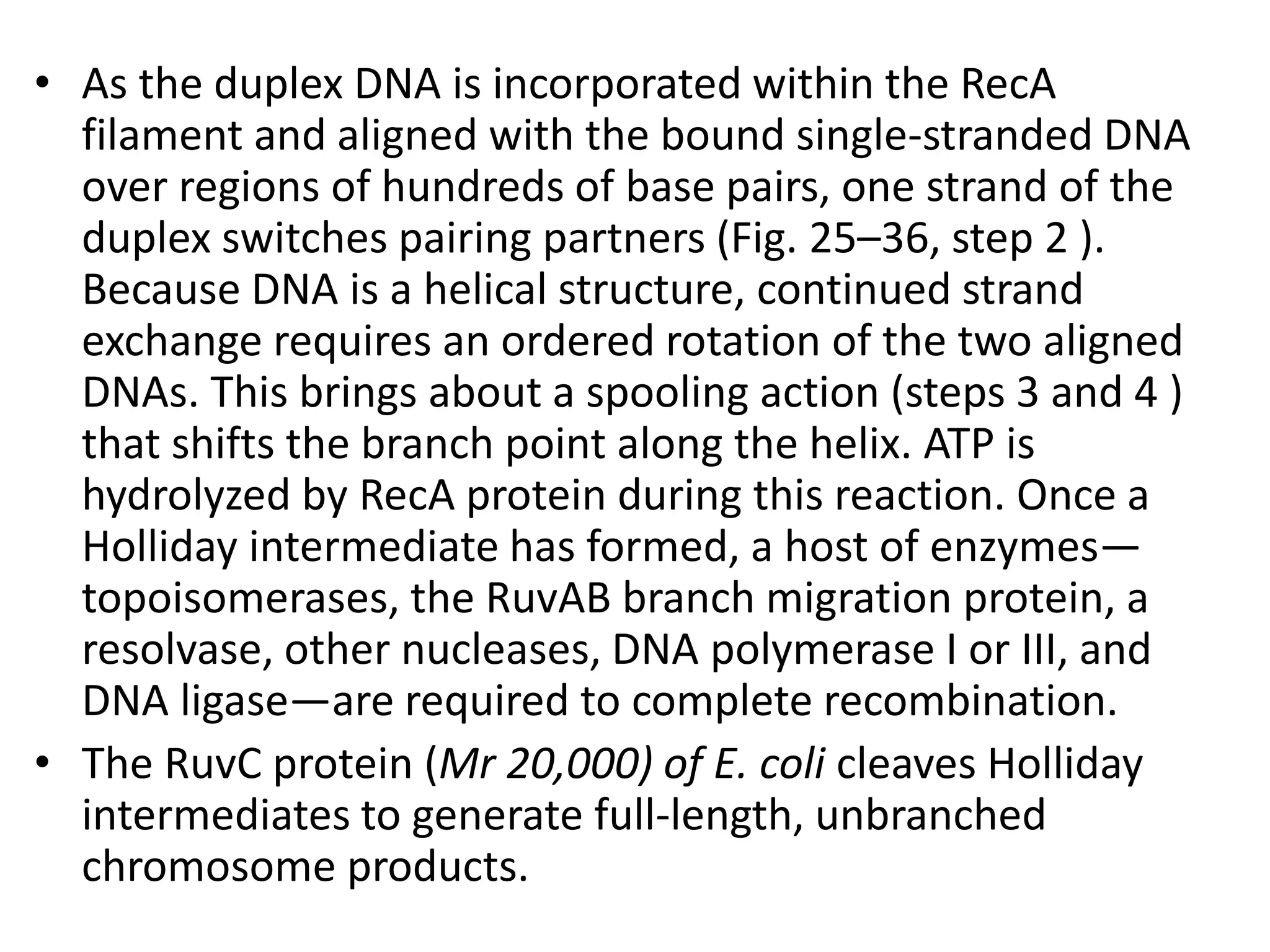 • As the duplex DNA is incorporated within the RecA 
filament and aligned with the bound single-stranded DNA 
over regions of hundreds of base pairs, one strand of the 
duplex switches pairing partners (Fig. 25–36, step 2 ). 
Because DNA is a helical structure, continued strand 
exchange requires an ordered rotation of the two aligned 
DNAs. This brings about a spooling action (steps 3 and 4 ) 
that shifts the branch point along the helix. ATP is 
hydrolyzed by RecA protein during this reaction. Once a 
Holliday intermediate has formed, a host of enzymes— 
topoisomerases, the RuvAB branch migration protein, a 
resolvase, other nucleases, DNA polymerase I or III, and 
DNA ligase—are required to complete recombination. 
• The RuvC protein (Mr 20,000) of E. coli cleaves Holliday 
intermediates to generate full-length, unbranched 
chromosome products. 
 