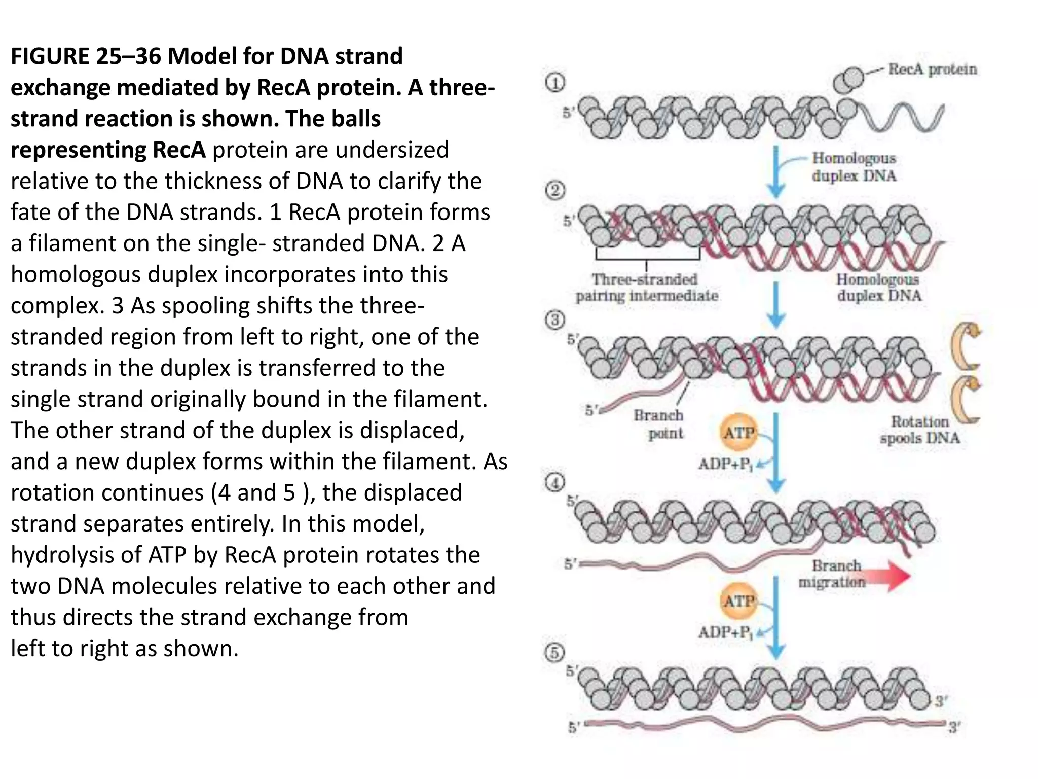 FIGURE 25–36 Model for DNA strand 
exchange mediated by RecA protein. A three-strand 
reaction is shown. The balls 
representing RecA protein are undersized 
relative to the thickness of DNA to clarify the 
fate of the DNA strands. 1 RecA protein forms 
a filament on the single- stranded DNA. 2 A 
homologous duplex incorporates into this 
complex. 3 As spooling shifts the three-stranded 
region from left to right, one of the 
strands in the duplex is transferred to the 
single strand originally bound in the filament. 
The other strand of the duplex is displaced, 
and a new duplex forms within the filament. As 
rotation continues (4 and 5 ), the displaced 
strand separates entirely. In this model, 
hydrolysis of ATP by RecA protein rotates the 
two DNA molecules relative to each other and 
thus directs the strand exchange from 
left to right as shown. 
 