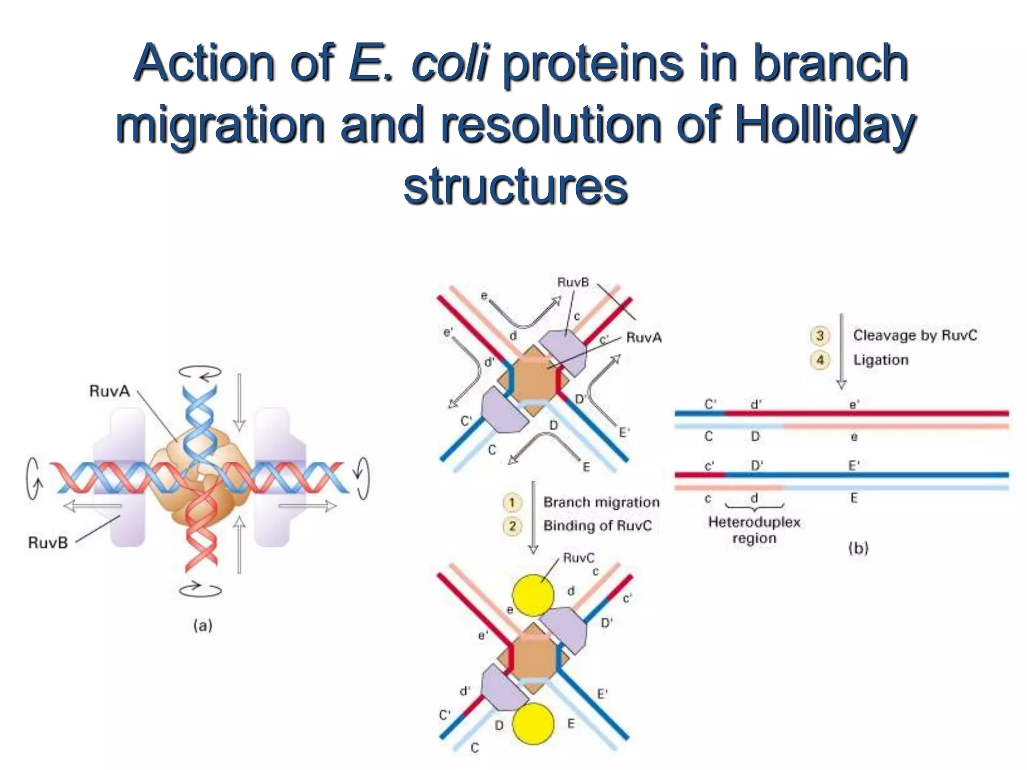 Action of E. coli proteins in branch 
migration and resolution of Holliday 
structures 
 