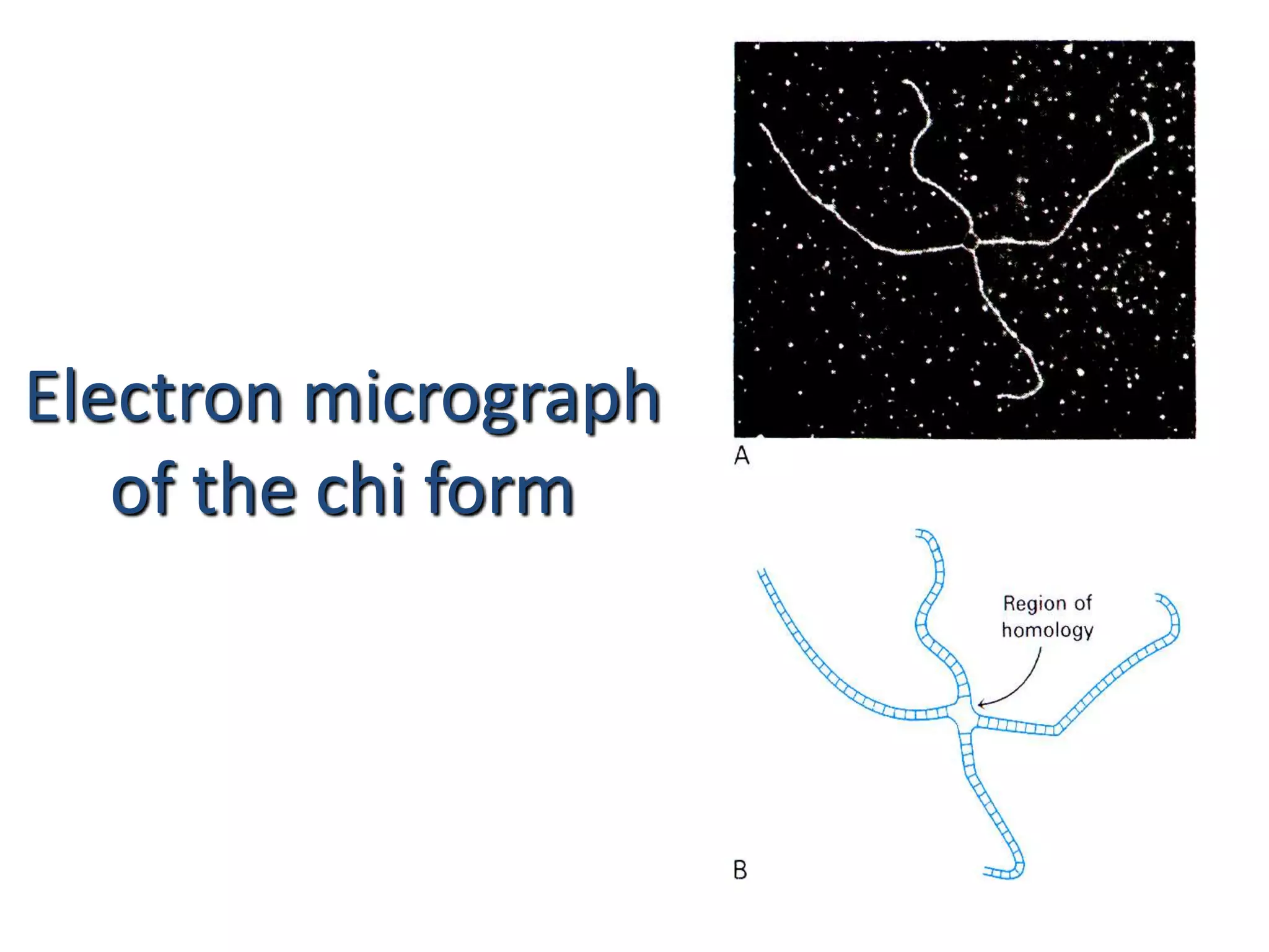 Electron micrograph 
of the chi form 
 