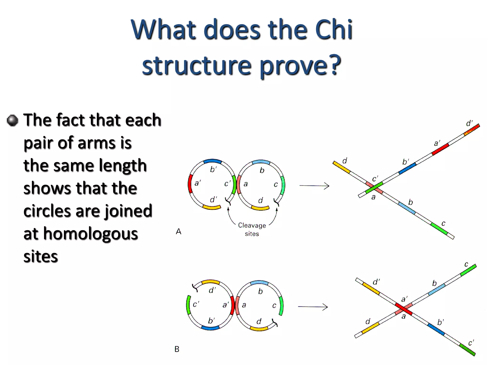What does the Chi 
structure prove? 
The fact that each 
pair of arms is 
the same length 
shows that the 
circles are joined 
at homologous 
sites 
 