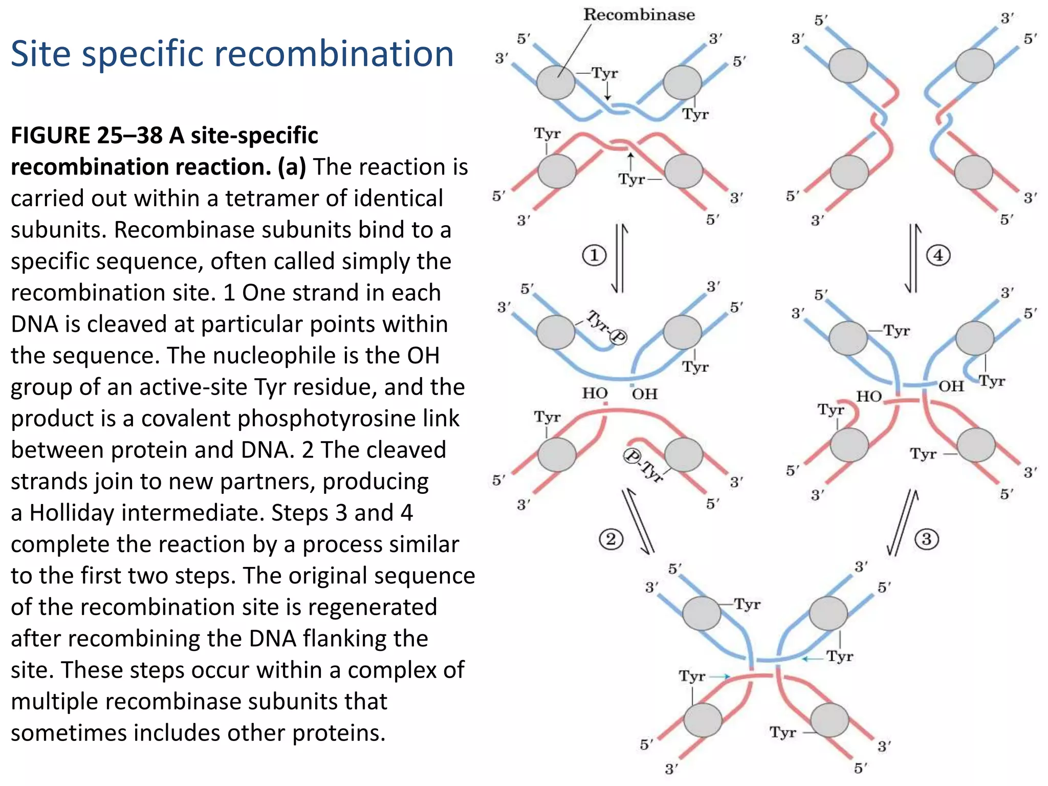 Site specific recombination 
FIGURE 25–38 A site-specific 
recombination reaction. (a) The reaction is 
carried out within a tetramer of identical 
subunits. Recombinase subunits bind to a 
specific sequence, often called simply the 
recombination site. 1 One strand in each 
DNA is cleaved at particular points within 
the sequence. The nucleophile is the OH 
group of an active-site Tyr residue, and the 
product is a covalent phosphotyrosine link 
between protein and DNA. 2 The cleaved 
strands join to new partners, producing 
a Holliday intermediate. Steps 3 and 4 
complete the reaction by a process similar 
to the first two steps. The original sequence 
of the recombination site is regenerated 
after recombining the DNA flanking the 
site. These steps occur within a complex of 
multiple recombinase subunits that 
sometimes includes other proteins. 
 