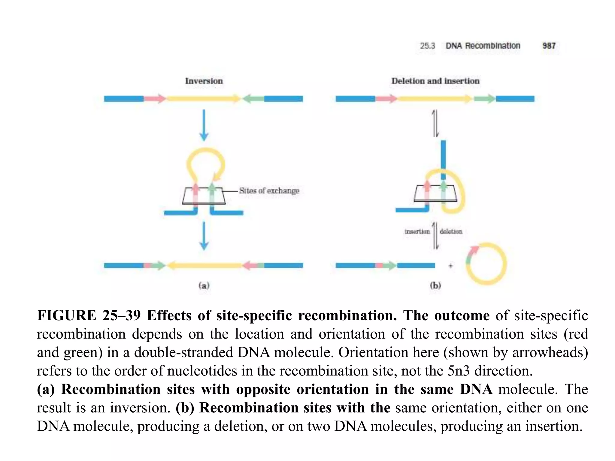 FIGURE 25–39 Effects of site-specific recombination. The outcome of site-specific 
recombination depends on the location and orientation of the recombination sites (red 
and green) in a double-stranded DNA molecule. Orientation here (shown by arrowheads) 
refers to the order of nucleotides in the recombination site, not the 5n3 direction. 
(a) Recombination sites with opposite orientation in the same DNA molecule. The 
result is an inversion. (b) Recombination sites with the same orientation, either on one 
DNA molecule, producing a deletion, or on two DNA molecules, producing an insertion. 
 
