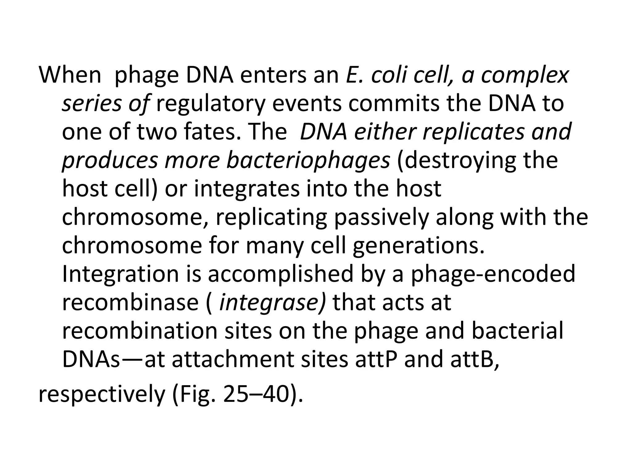 When phage DNA enters an E. coli cell, a complex 
series of regulatory events commits the DNA to 
one of two fates. The DNA either replicates and 
produces more bacteriophages (destroying the 
host cell) or integrates into the host 
chromosome, replicating passively along with the 
chromosome for many cell generations. 
Integration is accomplished by a phage-encoded 
recombinase ( integrase) that acts at 
recombination sites on the phage and bacterial 
DNAs—at attachment sites attP and attB, 
respectively (Fig. 25–40). 
 