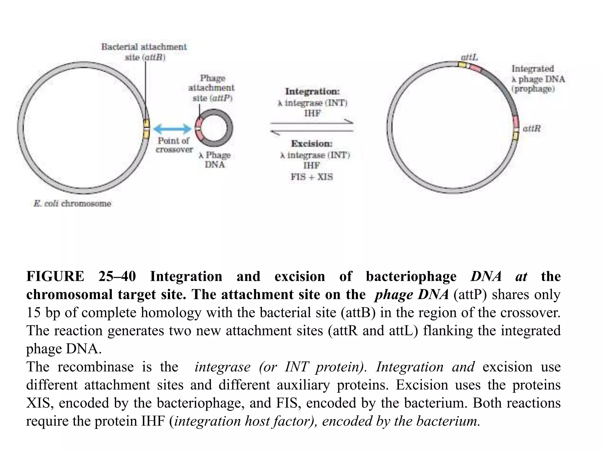 FIGURE 25–40 Integration and excision of bacteriophage DNA at the 
chromosomal target site. The attachment site on the phage DNA (attP) shares only 
15 bp of complete homology with the bacterial site (attB) in the region of the crossover. 
The reaction generates two new attachment sites (attR and attL) flanking the integrated 
phage DNA. 
The recombinase is the integrase (or INT protein). Integration and excision use 
different attachment sites and different auxiliary proteins. Excision uses the proteins 
XIS, encoded by the bacteriophage, and FIS, encoded by the bacterium. Both reactions 
require the protein IHF (integration host factor), encoded by the bacterium. 
 